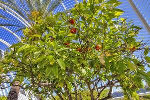 Tree with Orange Fruits in nature Park in Valencia photo