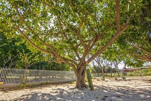Giant Ficus Tree in Valencia Park photo