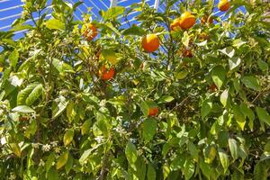 Tree with Orange Fruits in the Park photo