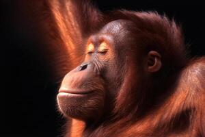 Cool Monkey and Silly Monkey with Funny Orangutan Expression on Black Background Featuring Playful Animal Face photo