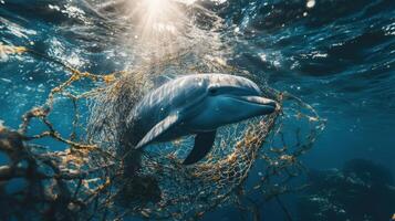 Environmental disaster Dolphin swimming underwater. Ocean animal caught in old fishing net. Water pollution problem. Sea life trapped. Marine wildlife danger. photo