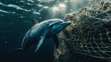 Environmental disaster Dolphin near net underwater. Ocean sun shines on sea animal. Marine life swims in deep blue water. Fish looks at fishing net. photo