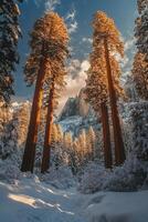 Tall trees stand in winter snow. Sunlight shines on forest. Snowy mountain rises behind trees. Blue sky above. Winter scene. photo
