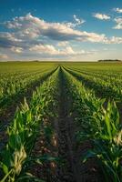 Corn field view. Rows of green plants stretch toward horizon. Blue sky with fluffy clouds overhead. Sunny day on farm land. photo