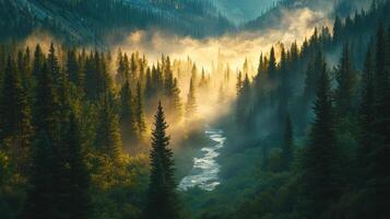 Forest scene. Mountain river flows. Sunlight shines through fog. Tall evergreen trees grow. Nature view. Green forest landscape. photo