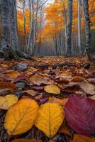 Autumn forest. Colorful leaves cover the ground in a wood with tall trees and bright foliage. Fall season landscape. photo