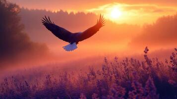 Eagle soars at dawn. Bird flies over field. Sunrise colors the sky. Fog covers the ground. Peaceful nature scene. Wildlife image. photo