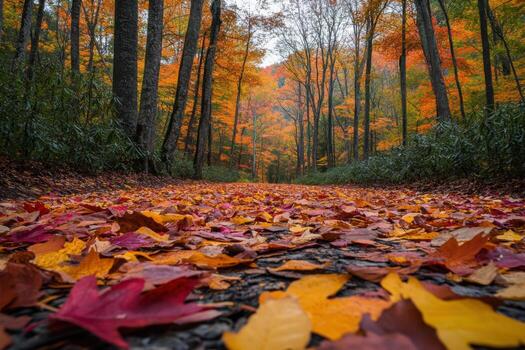 Autumn forest path. Leaves cover ground. Trees show fall colors. Red yellow leaves create a warm feeling. Nature background. Forest scene. photo