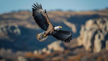 Eagle soars high in the blue sky. Bird flies with open wings. Majestic animal hunts over wild lands. Nature background shows mountains. photo