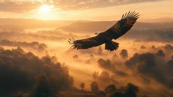 Bald eagle soars over a foggy landscape at sunrise. Bird flying over trees, with sun shining in the background. Scenic view with animal. photo