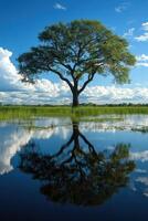 Green tree stands tall in flooded field. The tree is mirrored on water surface under blue sky and clouds. Natural outdoor scene. photo