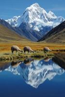 Llamas graze near lake with mountain reflection. Snow covered peaks and grass plains in the background on a sunny day. photo