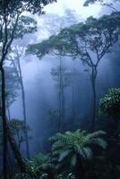 Misty Forest Trees. Ferns grow below. Blue fog hangs in the air. Green leaves on tall trees. Nature background. photo