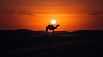 A camel stands in the desert at sunset photo