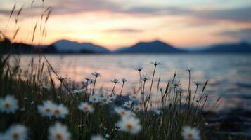 Daisies by the lake at sunset photo