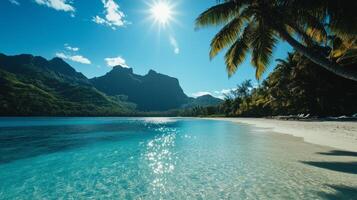 A beach with palm trees and a blue ocean photo