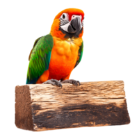 Vibrant Macaw Bird Perched on Tree Log with Colorful Feathers png