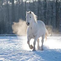 A white horse running through the snow photo