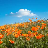 A field of orange poppies with a blue sky in the background photo