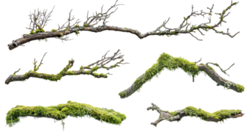 Branches with moss dry tree limbs natural elements isolated on transparent background png