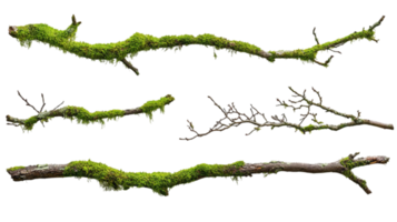 Mossy tree branches natural elements for design needs isolated on transparent background png