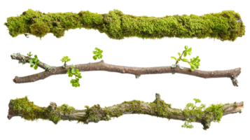 Three branches with moss and leaves on a plain backdrop isolated on transparent background png