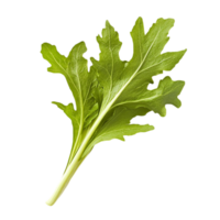 Fresh arugula leaf single ingredient for salad recipe isolated on transparent background png