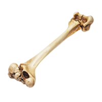 Anatomy study of a single humerus bone on a plain scene isolated on transparent background png