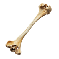 Anatomy study single humerus bone on a plain background isolated on transparent background png