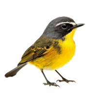Portrait of a yellow warbler bird perched on a branch isolated on transparent background png