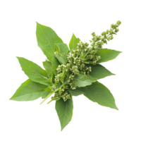 Fresh green basil leaves and flowers culinary ingredient isolated on transparent background png