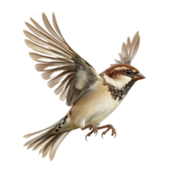 Flying sparrow avian wildlife animal bird wings nature isolated on transparent background png