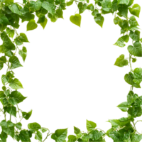 Lush green ivy frame foliage border nature background isolated on transparent background png