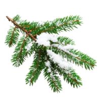 Winter pine branch with snow fresh christmas decoration isolated on transparent background png