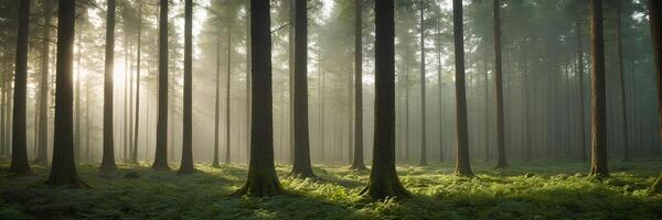 A forest with tall trees and green grass photo