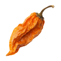 Ghost pepper orange color spicy ingredient food concept isolated on transparent background png