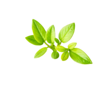 Fresh Green Leaves Isolated on a Transparent Background png