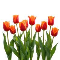 Orange Tulip Bouquet photo
