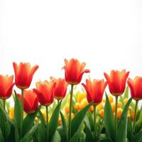 Red Tulip Border photo