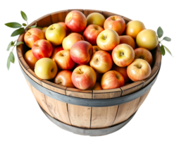 A wooden barrel filled with fresh, ripe apples. png