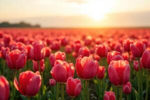 Sunset Tulip Bloom photo