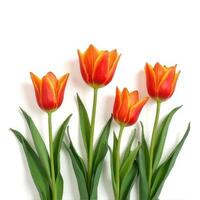 Four Orange Tulips photo