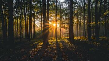 Sunbeams Through the Trees in Misty Forest photo
