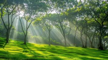 A Sunbeams Through the Forest Canopy photo