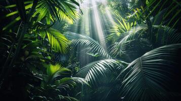 Sunlight Filtering Through Lush Tropical Foliage photo