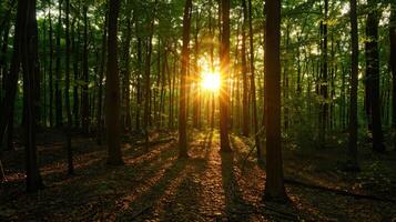 The Sunlight Filtering Through Dense Forest photo