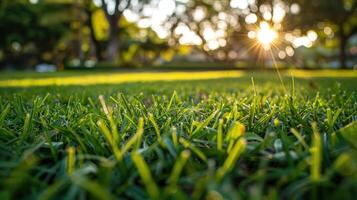 Close-up View of Green Grass with Sun Shining Through Trees photo