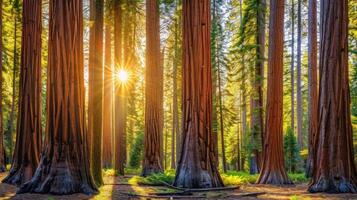 Sunlight Filtering Through Giant Redwood Trees photo
