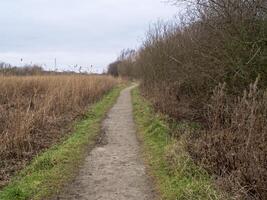 Trail between a winter hedgerow and a reedbed photo