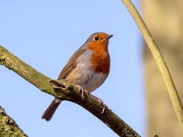 European robin, Erithacus rubecula, on a tree branch photo